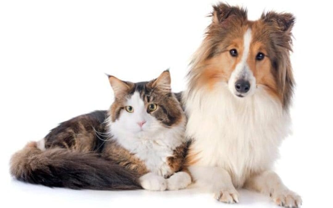 Montgomery County Introduces Online Pet Licensing