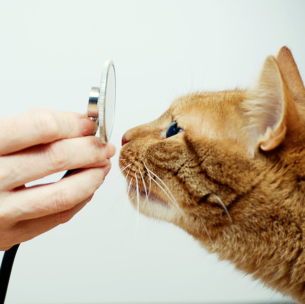 Family Pet Veterinary Practice Rock Creek Rocks Rock Creek Maryland